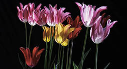 Tulips on Parade